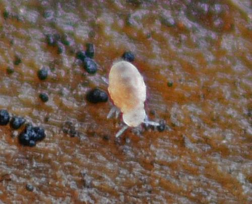 Réf. 354 834 : Neelus murinus